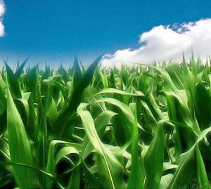 Organic Gluten Free Solutions